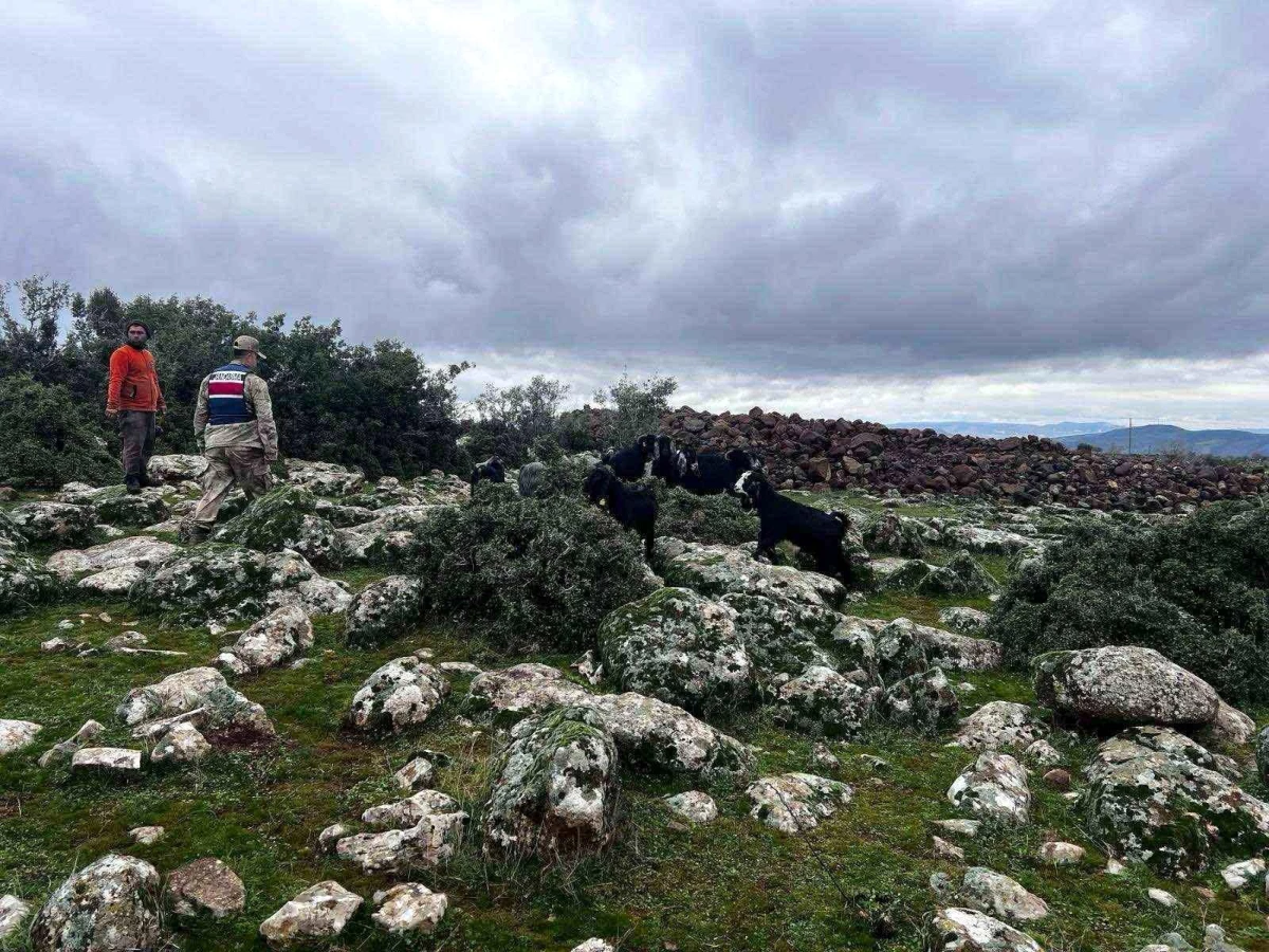 Kilis\'te kaybolan 20 küçükbaş hayvandan 17\'si bulundu, 3\'ü kurtlar tarafından telef oldu