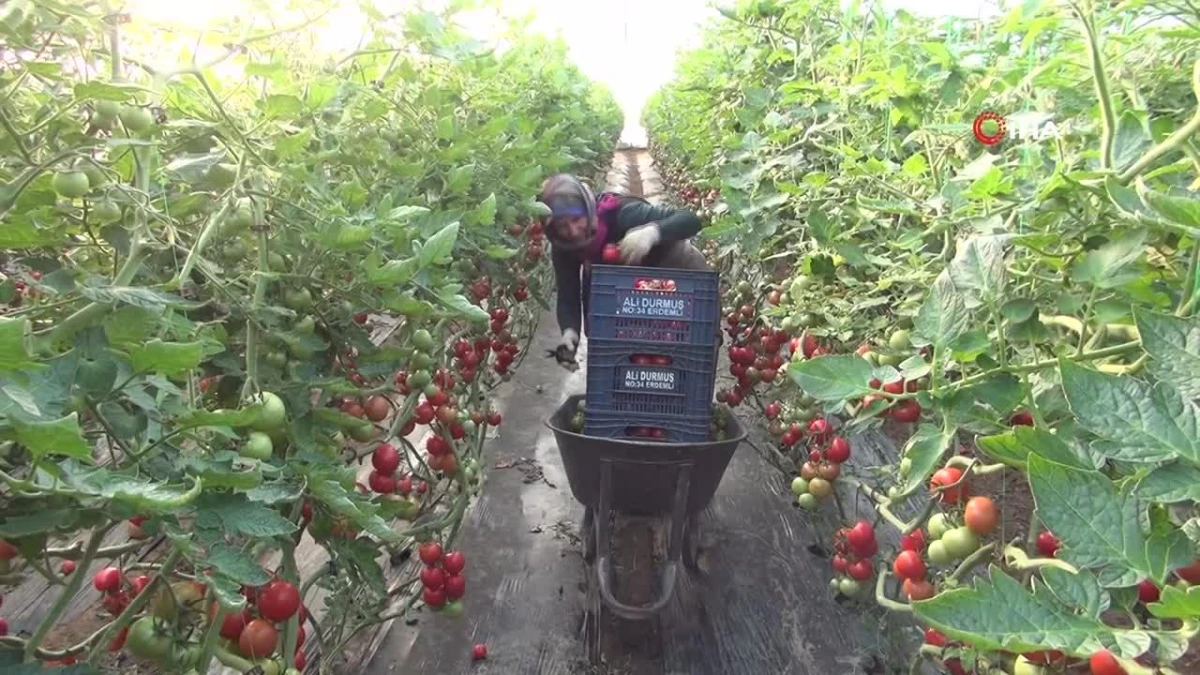 Mersin\'de örtü altı domates hasadı başladı