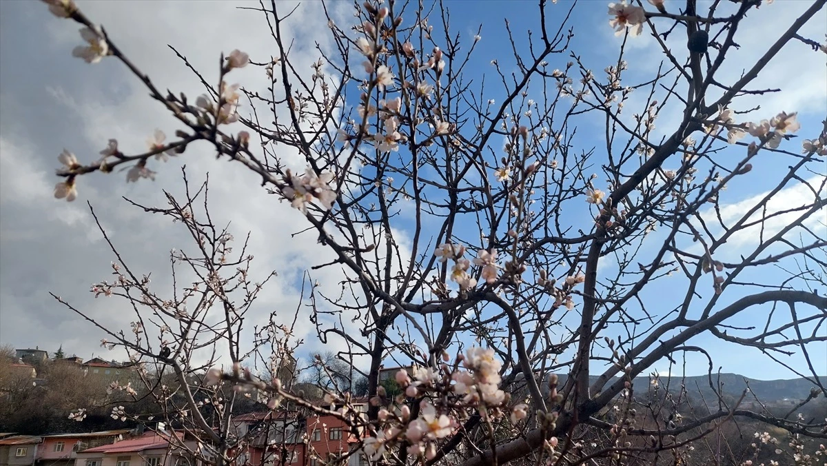 Tunceli\'de badem ağaçları mevsim normallerinin üzerinde çiçek açtı