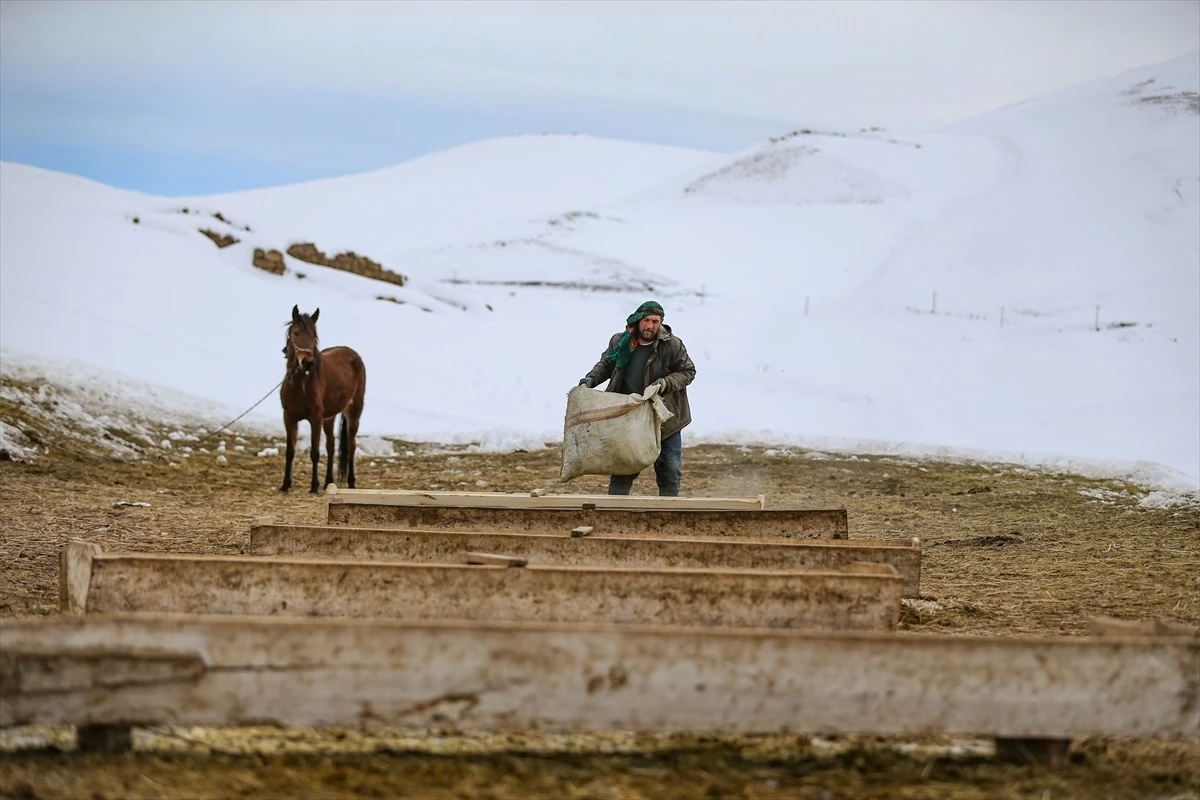 Van\'ın Muradiye ilçesinde kışları boşaltılan mahallede hayvanlarına bakmak için yaşayan çift