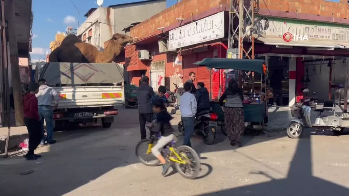 Adana\'da kaçak yollardan kesilmek istenen deve son anda kurtarıldı