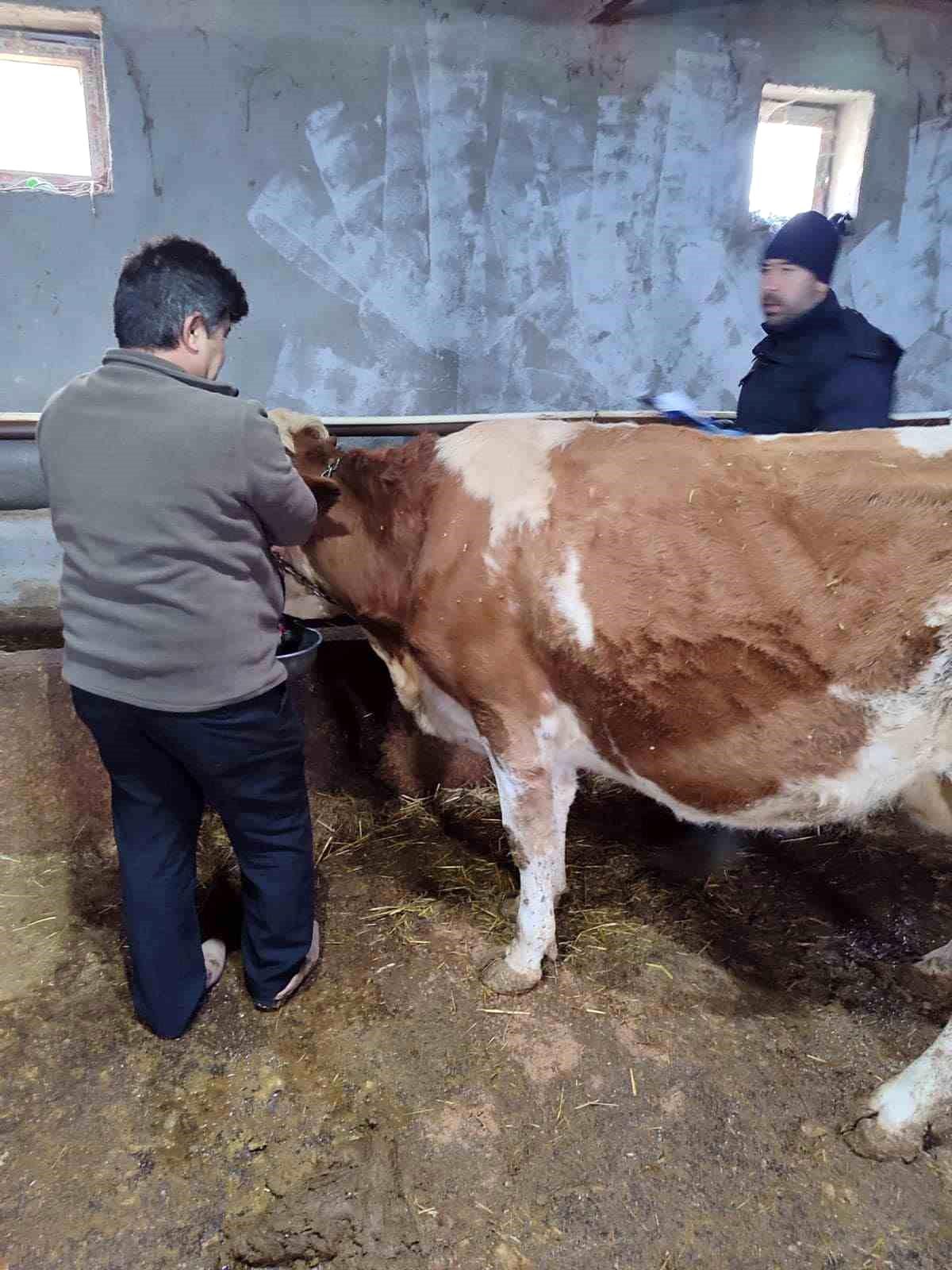 Afyonkarahisar\'da Tarım ve Orman İl Müdürlüğü ekipleri hayvan aşılama ve küpelenme çalışmaları yapıyor