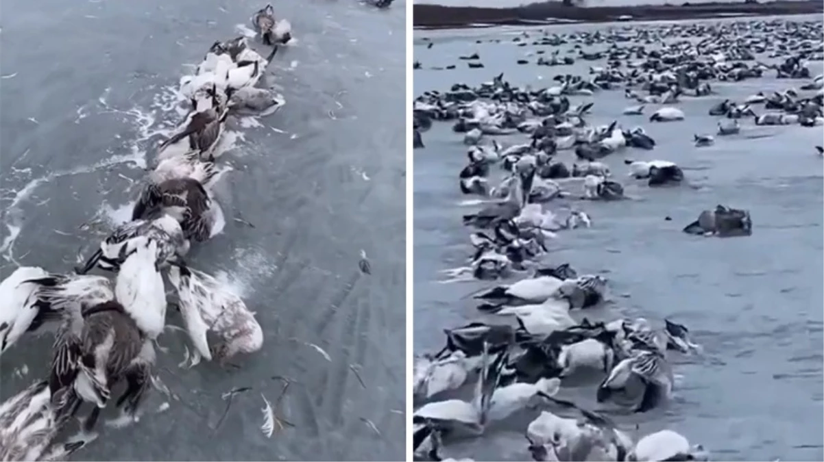 Doğu Türkistan\'da dondurucu soğuk nedeniyle yüzlerce kuş öldü