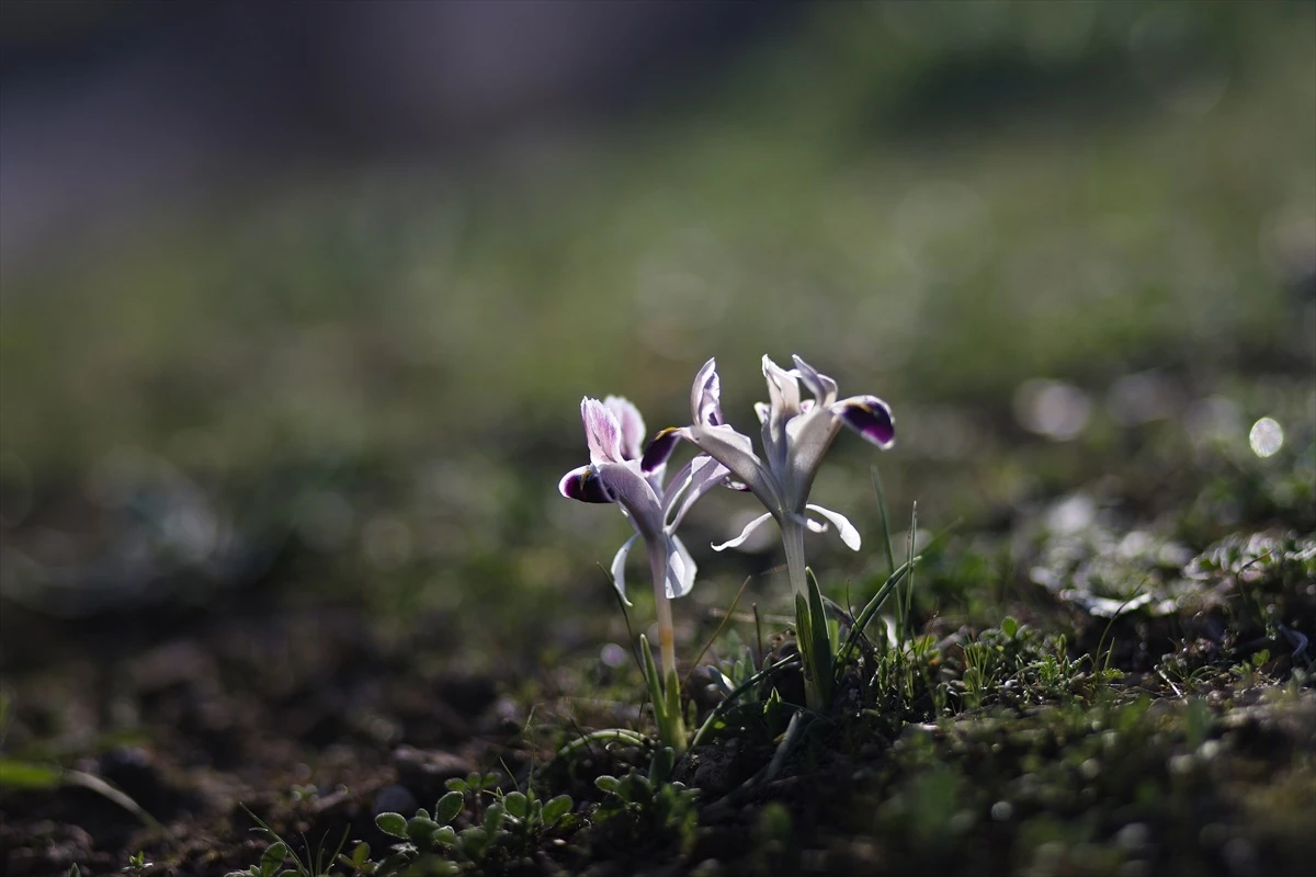 Gaziantep\'te Baharın Gelişiyle Çiçekler Görüntülendi