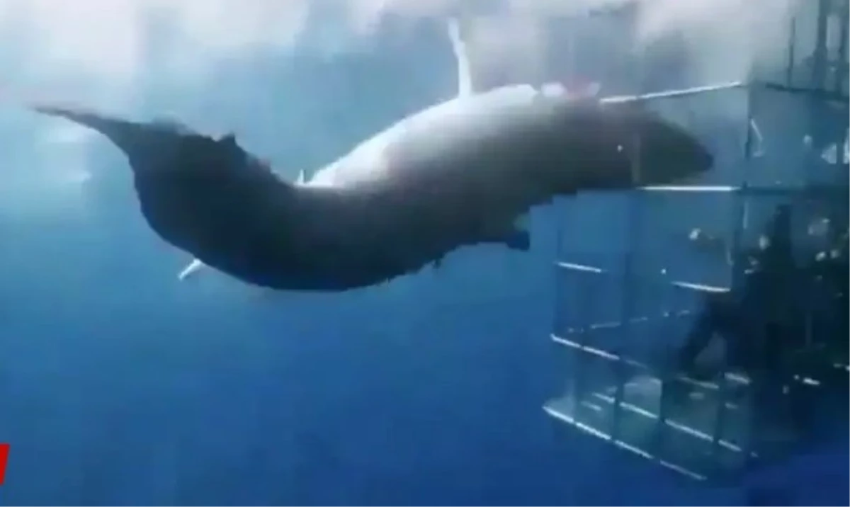 Köpek balığının kafası kafese sıkışıp koptu, o anlar sosyal medyada viral oldu