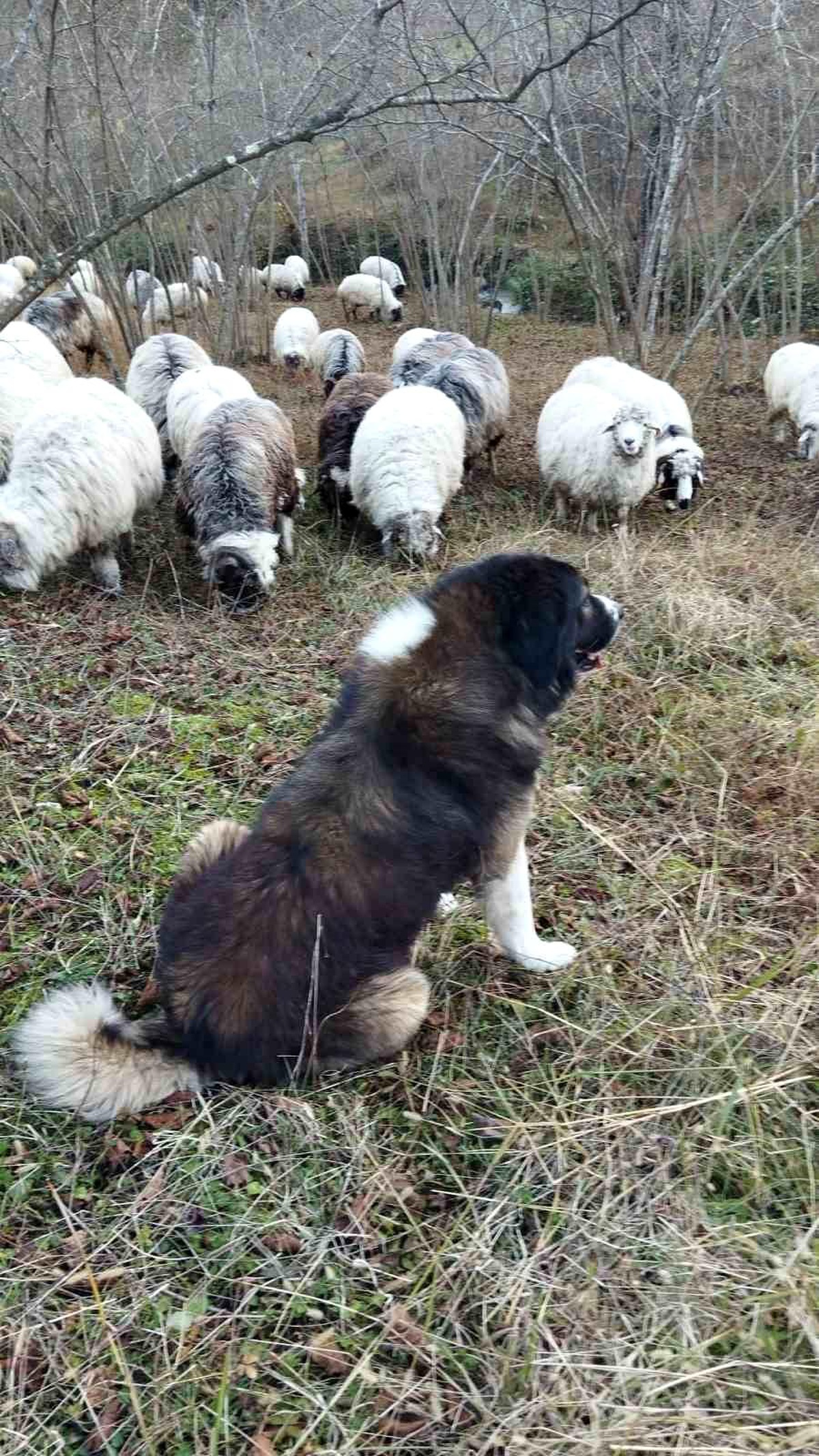 Köpekler Tarafından Telef Edilen Porsuk, Trabzon\'da Bulundu