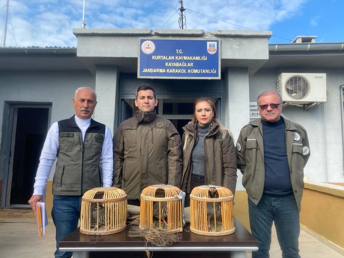 Siirt\'te kaçak avcılık yapan kişiden kurtarılan 3 kınalı keklik doğaya salındı