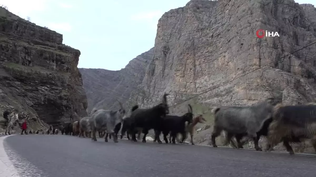 Uludere\'de kar eksikliği nedeniyle hayvanlar erken dağa çıkarıldı