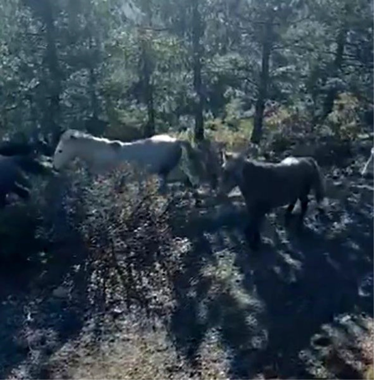Kütahya\'da Yılkı Atları Yaylacık Ormanında Görüntülendi