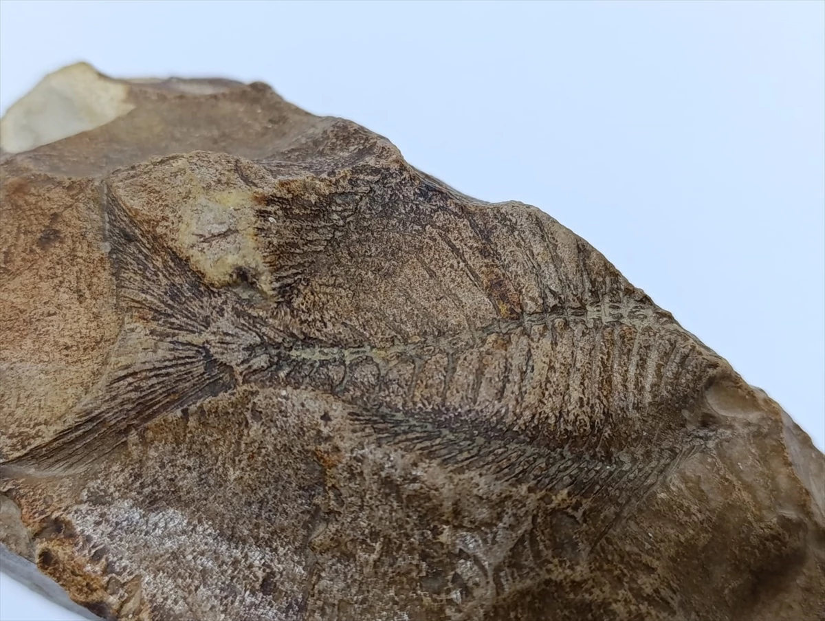 Adıyaman\'da bir çiftçi yürüyüş yaparken 15 milyon yıllık balık fosili buldu
