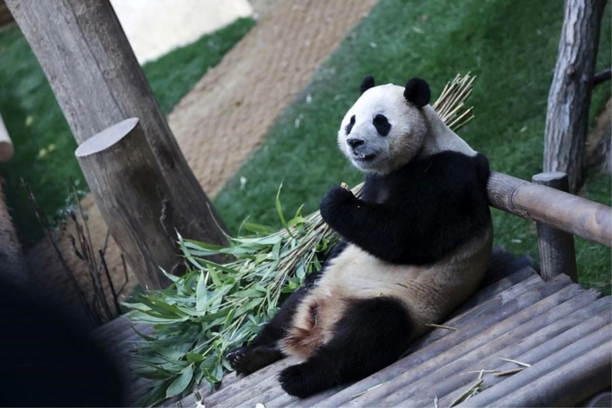 Güney Kore\'deki dev panda Fu Bao, Nisan\'da Çin\'e dönüyor