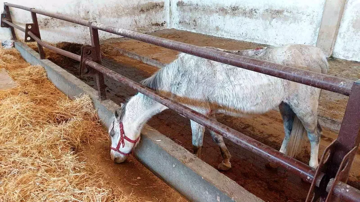 Konya\'da At Kazası Sonucu Beyin Ölümü Gerçekleşen Şahsın Böbrekleri Kardeşine Nakledilecek