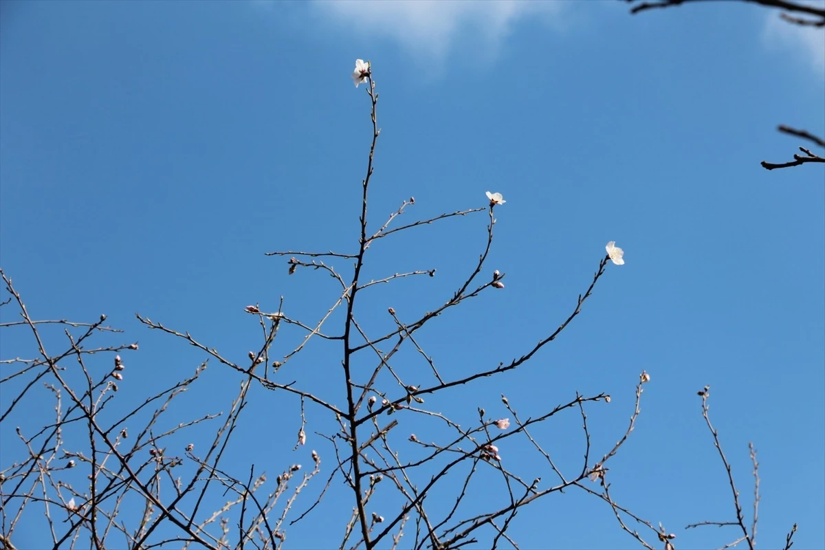 Çanakkale\'de Şubat Ayında Erik Ağacı Çiçek Açtı