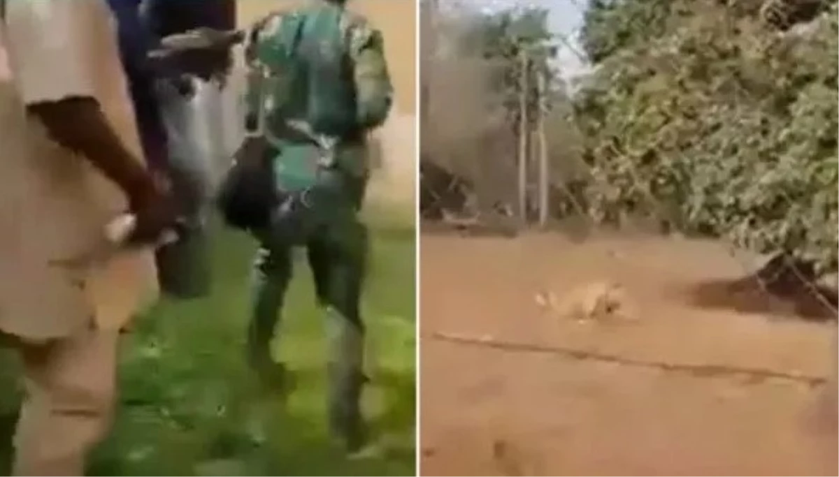 Hayvanat bahçesi çalışanı aslan tarafından öldürüldü