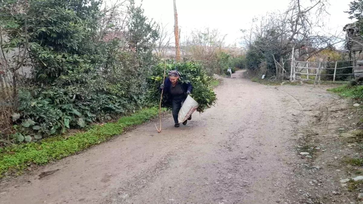 Sinop\'ta Toplanan Defne Yaprakları Türkiye\'nin Dört Bir Yanına Gönderiliyor