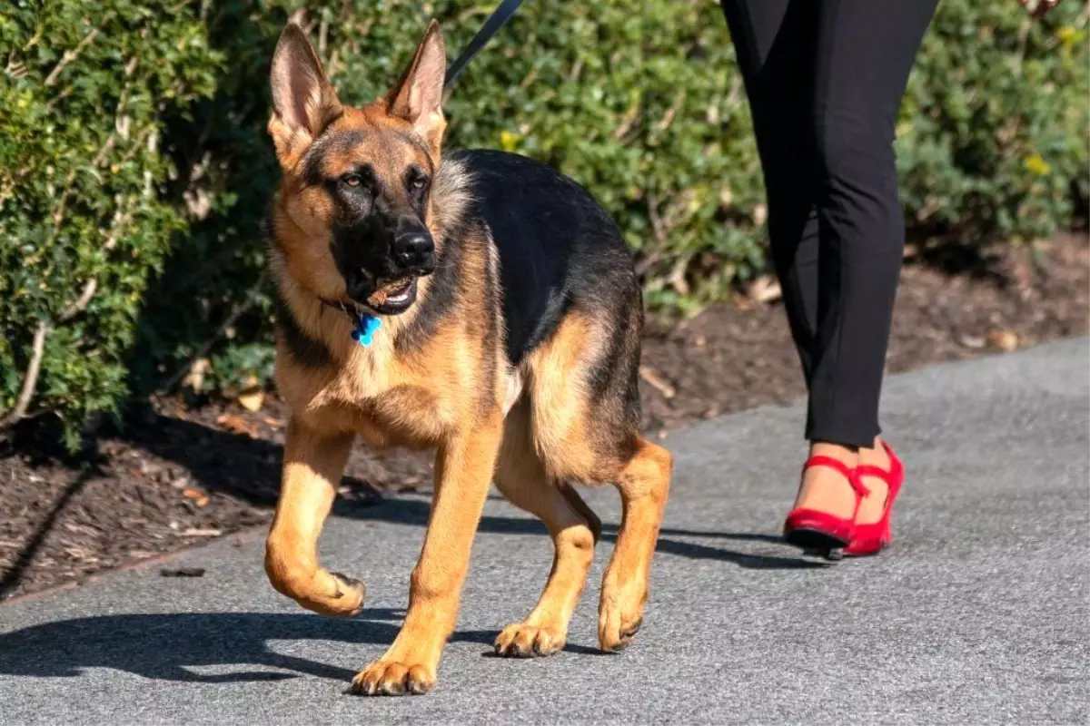 ABD Başkanı Joe Biden’in Köpeği Commander\'ın Başkanın Korumalarını 24 Kez Isırdığı Ortaya Çıktı