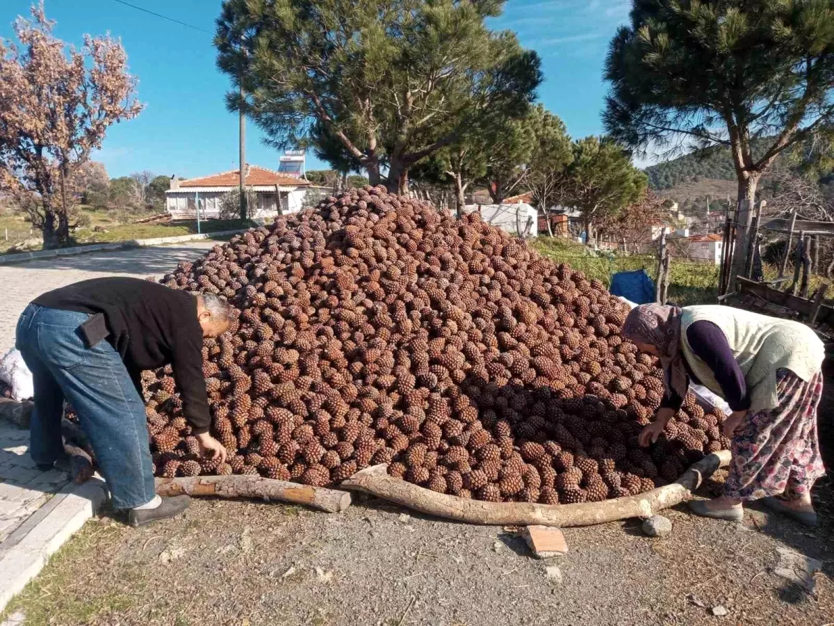 Burhaniye\'de Fıstıkçamı Kozalağı Hasadı Tamamlandı