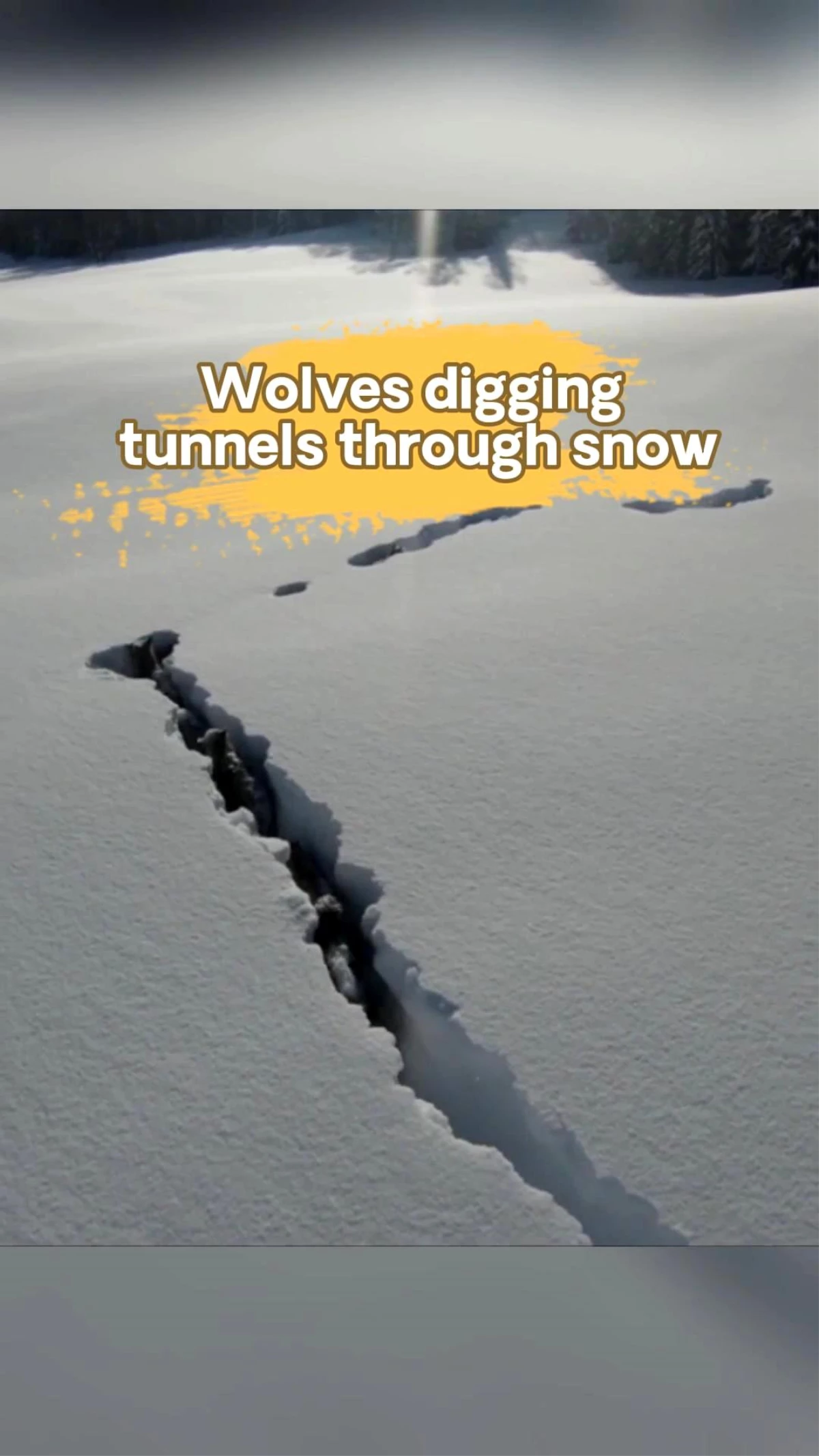 Karda tünel kazan kurtların çeşitli görüntüleri