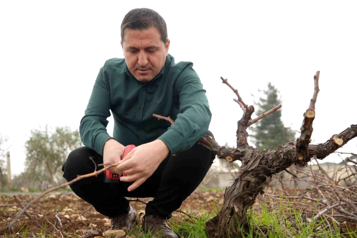 Kilis Horozkarası Üzümünde Budama Mesaisi Başladı