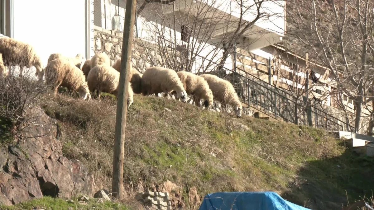Erzincan İliç\'te maden faciası: İşçilerin çoğu hayvancılık yapıyordu