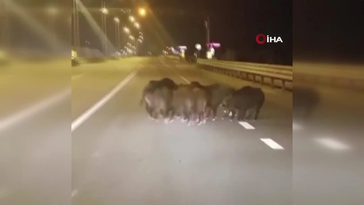 Anayola çıkan domuzlar, sürücülere zor anlar yaşattı