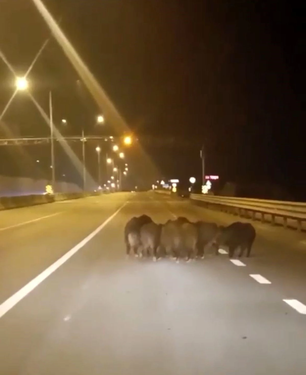 Mudanya\'da anayola çıkan domuz sürüsü trafiği tehlikeye düşürdü