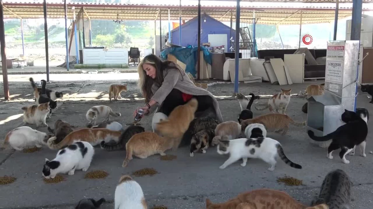 Fatma öğretmen, enkaz kentin sokak hayvanlarına umut oldu