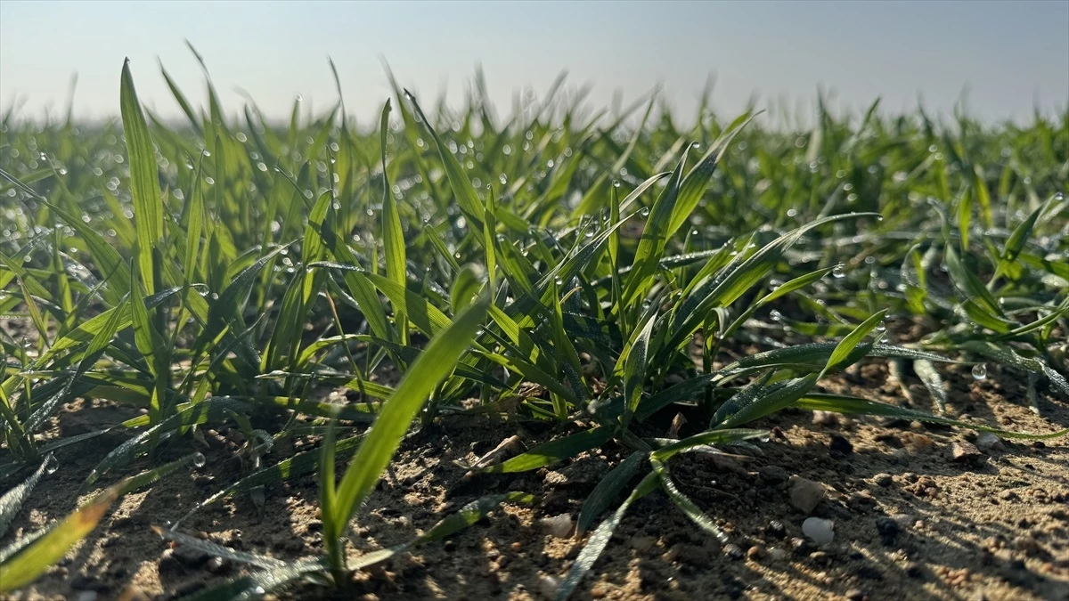 Trakya\'da kış koşulları buğday üretimi açısından olumlu seyrediyor