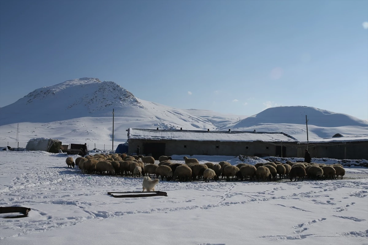 Van\'da küçükbaş hayvan varlığının artırılması için 165 bin koyun desteği verildi