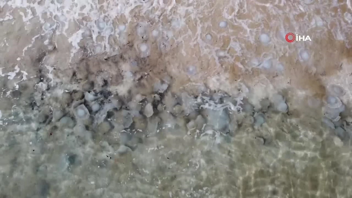 Akdeniz kıyılarını deniz anası bastı: Kızkalesi Sahili\'ne yüzlercesi vurdu