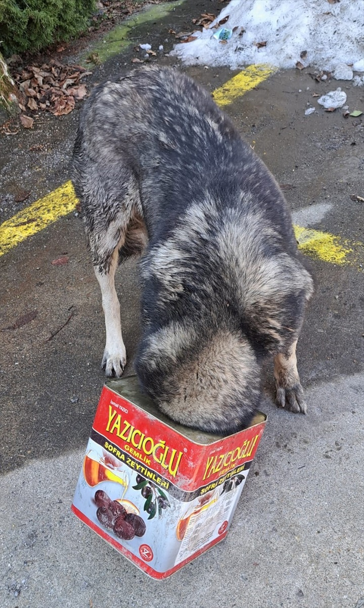 Bolu\'da başı tenekeye sıkışan köpek itfaiye ekiplerince kurtarıldı
