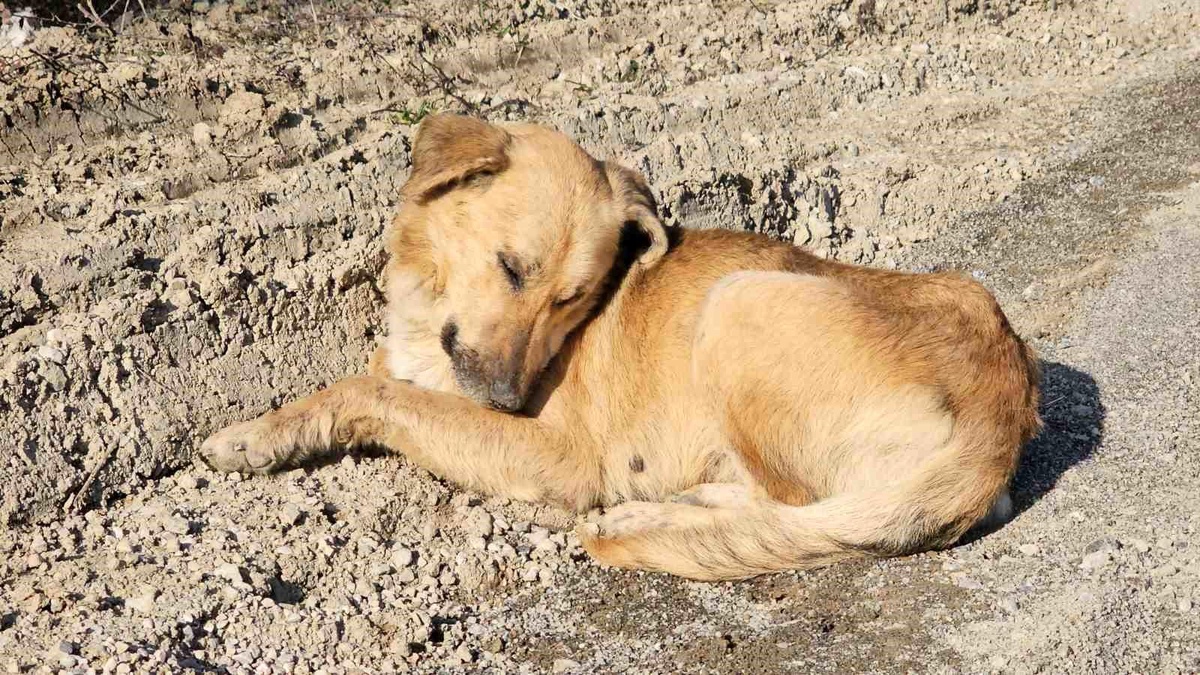 Kastamonu\'da uyuşturulan köpekler ölüme terk edildi