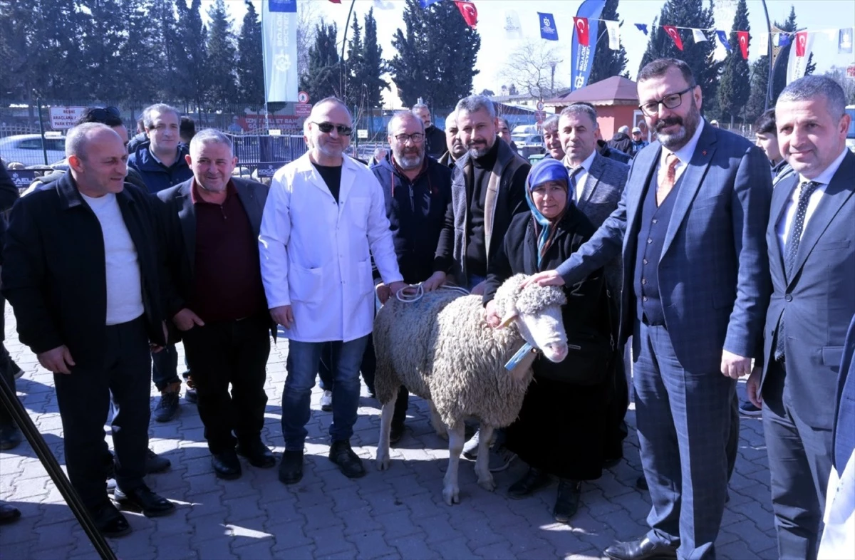 Kocaeli Büyükşehir Belediyesi Üreticilere Hibeli Koç ve Teke Dağıtıyor