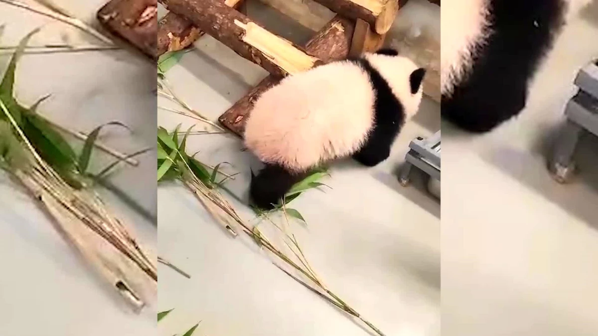 Rusya\'nın ilk panda yavrusu Katyusha 6 aylık oldu