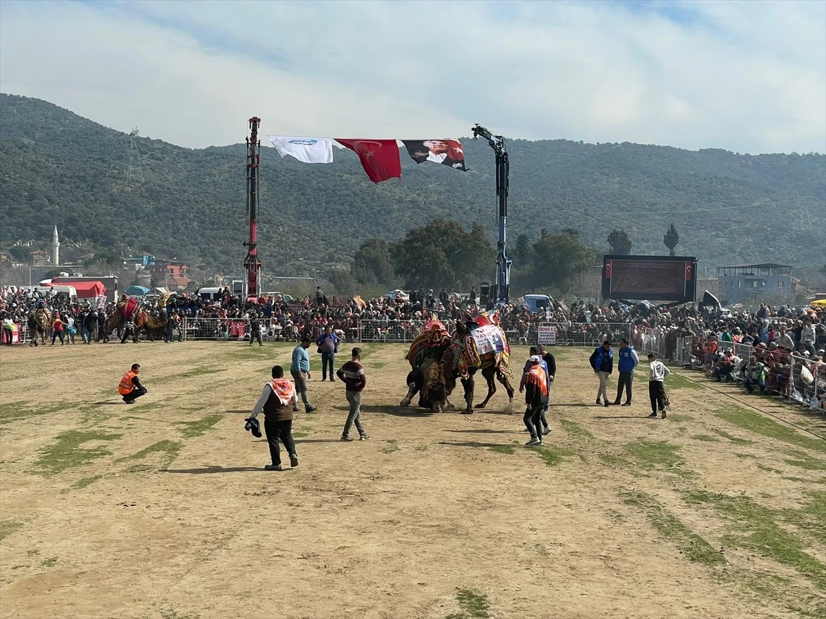 Aydın\'ın Söke ilçesinde deve güreşi festivali düzenlendi