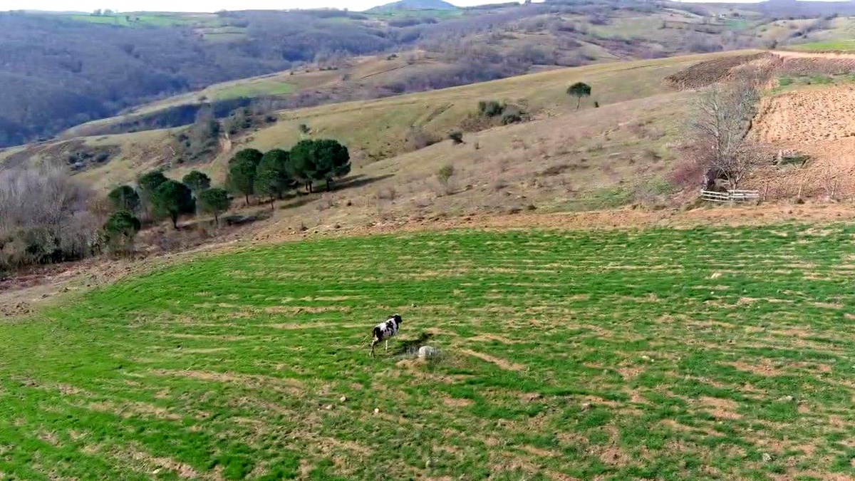 İneği Dronla Kovalayan Vatandaşın Anları Kameralara Yansıdı