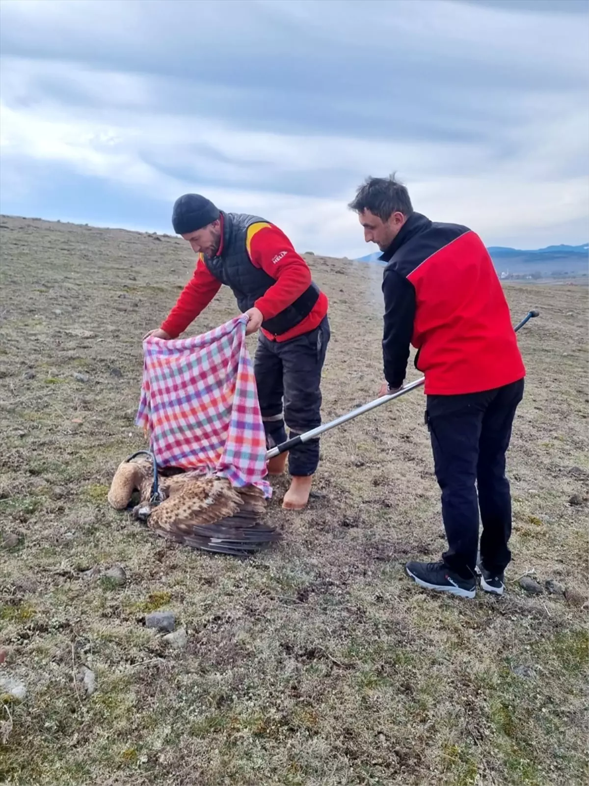 Bolu\'nun Dörtdivan ilçesinde yaralı bulunan şahin tedavi edildi