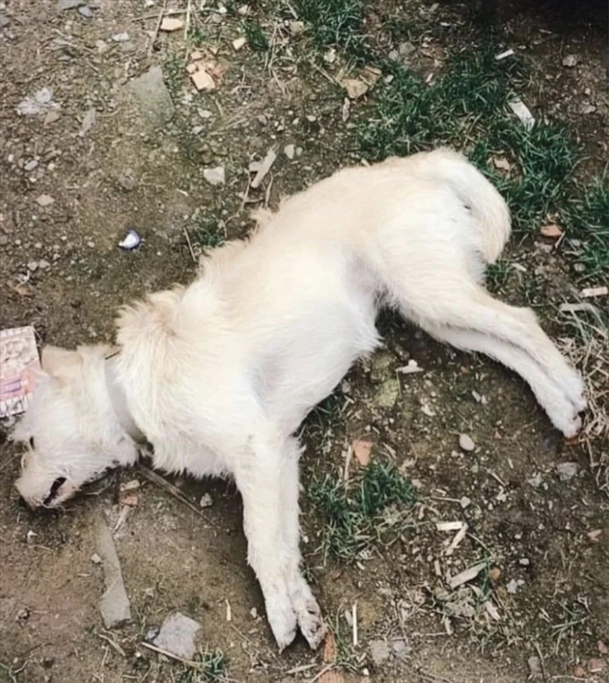 Gökçeada\'da 14 Köpek Zehirlenerek Öldürüldü