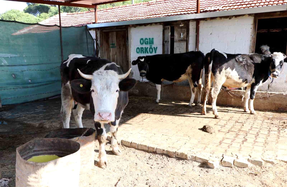 Muğla ve Aydın illerinde ORKÖY destekleriyle orman köylülerine 30 milyon TL destek sağlandı