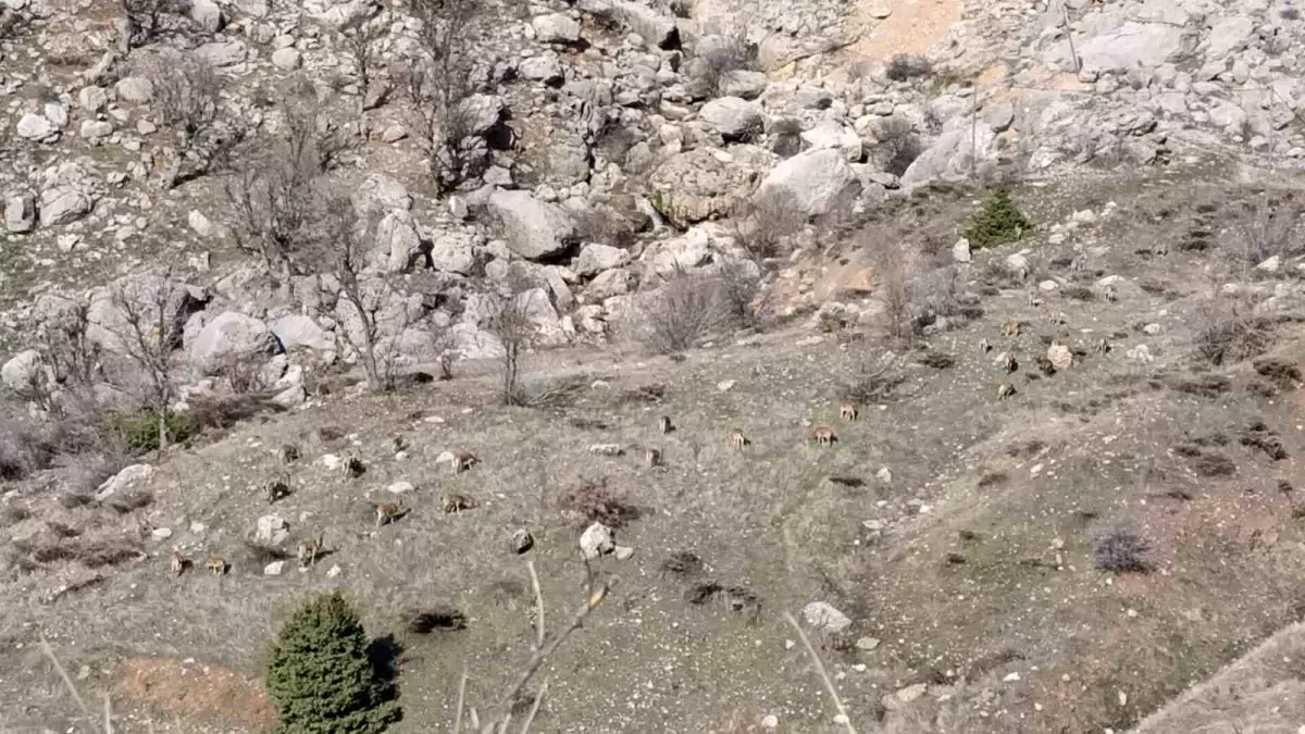 Adıyaman\'ın Sincik ilçesinde dağ keçileri sürü halinde görüntülendi