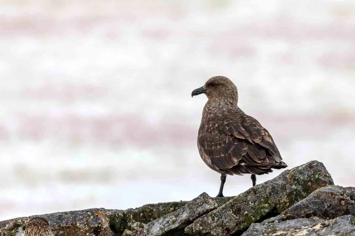 Antarktika\'da İlk Kez Kuş Gribi (H5N1) Tespit Edildi