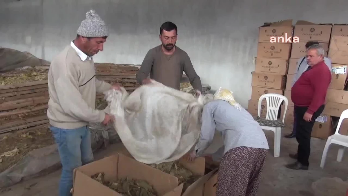 Aydın\'ın Karacasu ilçesinde tütün üreticileri maliyetlerden şikayetçi