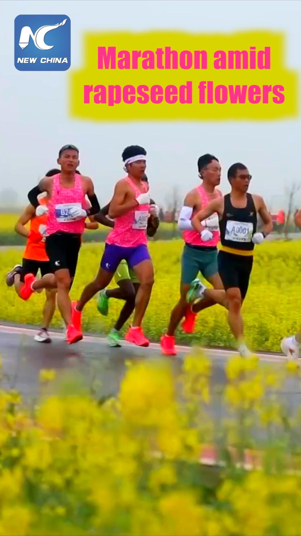 Çin\'de Altın Rengindeki Kanola Çiçekleri Arasında Maraton