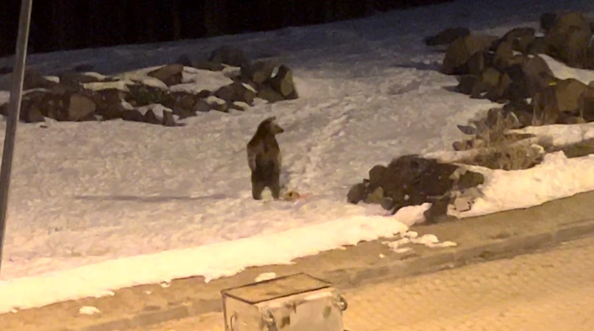 Kış uykusundan uyanan boz ayılar Sarıkamış ilçesine inerek yiyecek arıyor