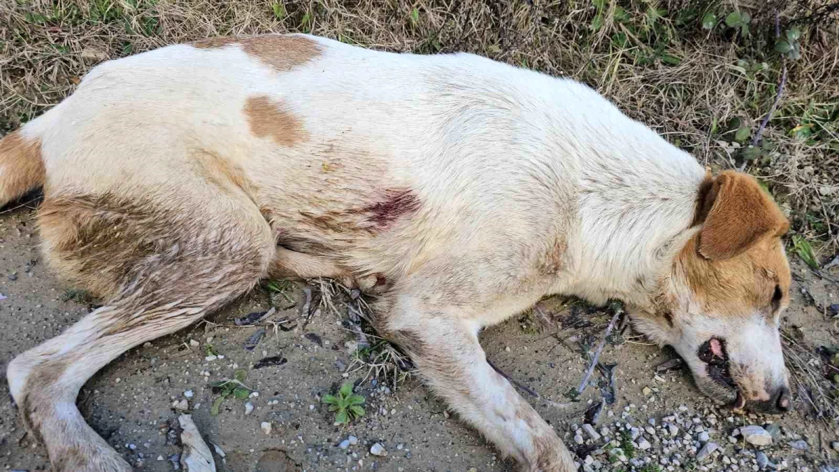 Kastamonu\'da 10 köpeği ölüme terk eden şüpheliler yakalandı