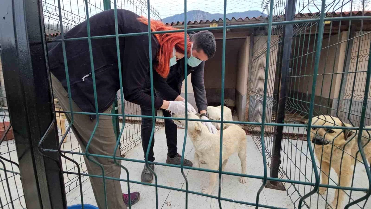 Cide\'de ölüme terk edilen köpekler sağlıklarına kavuştu