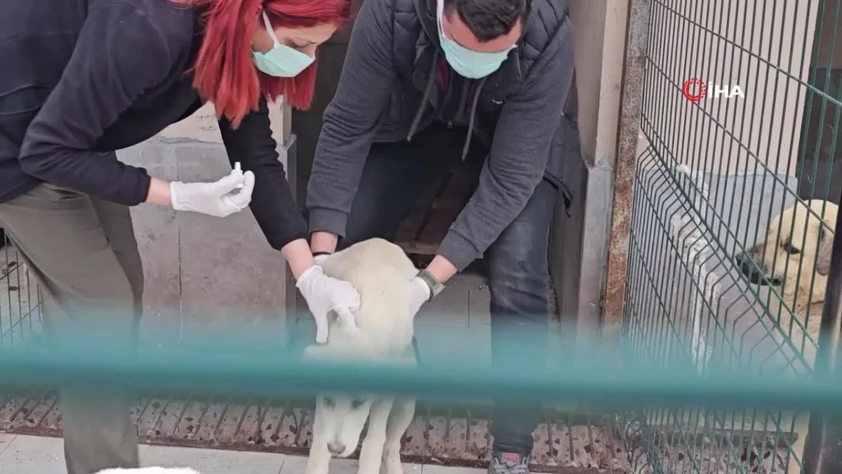 Uyuşturularak ölüme terk edilen köpekler sağlığına kavuştu