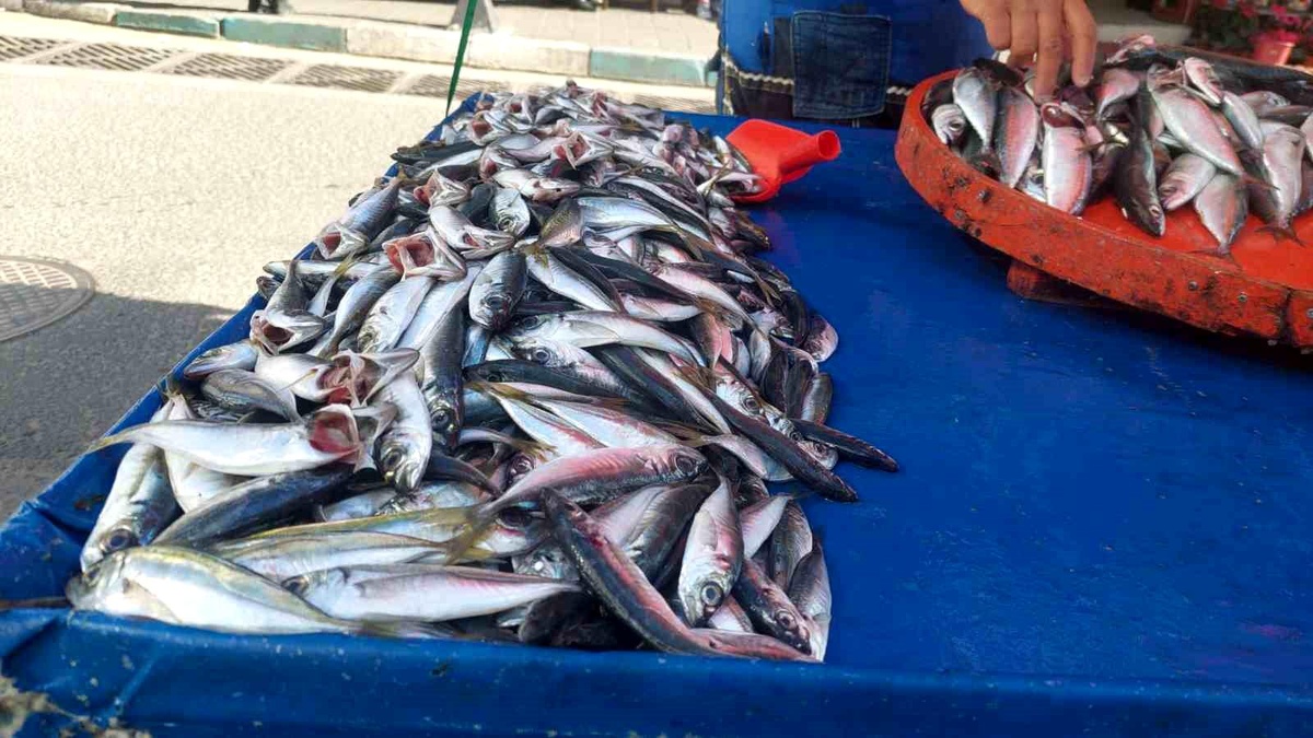 Tekirdağ\'da Balık Azalıyor, Fiyatlar Yükseliyor