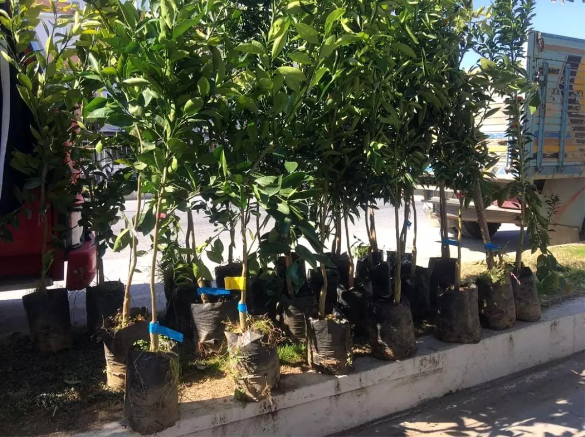 Aydın\'da Vatandaşlar Zeytin ve Meyve Fidanı Tercih Ediyor