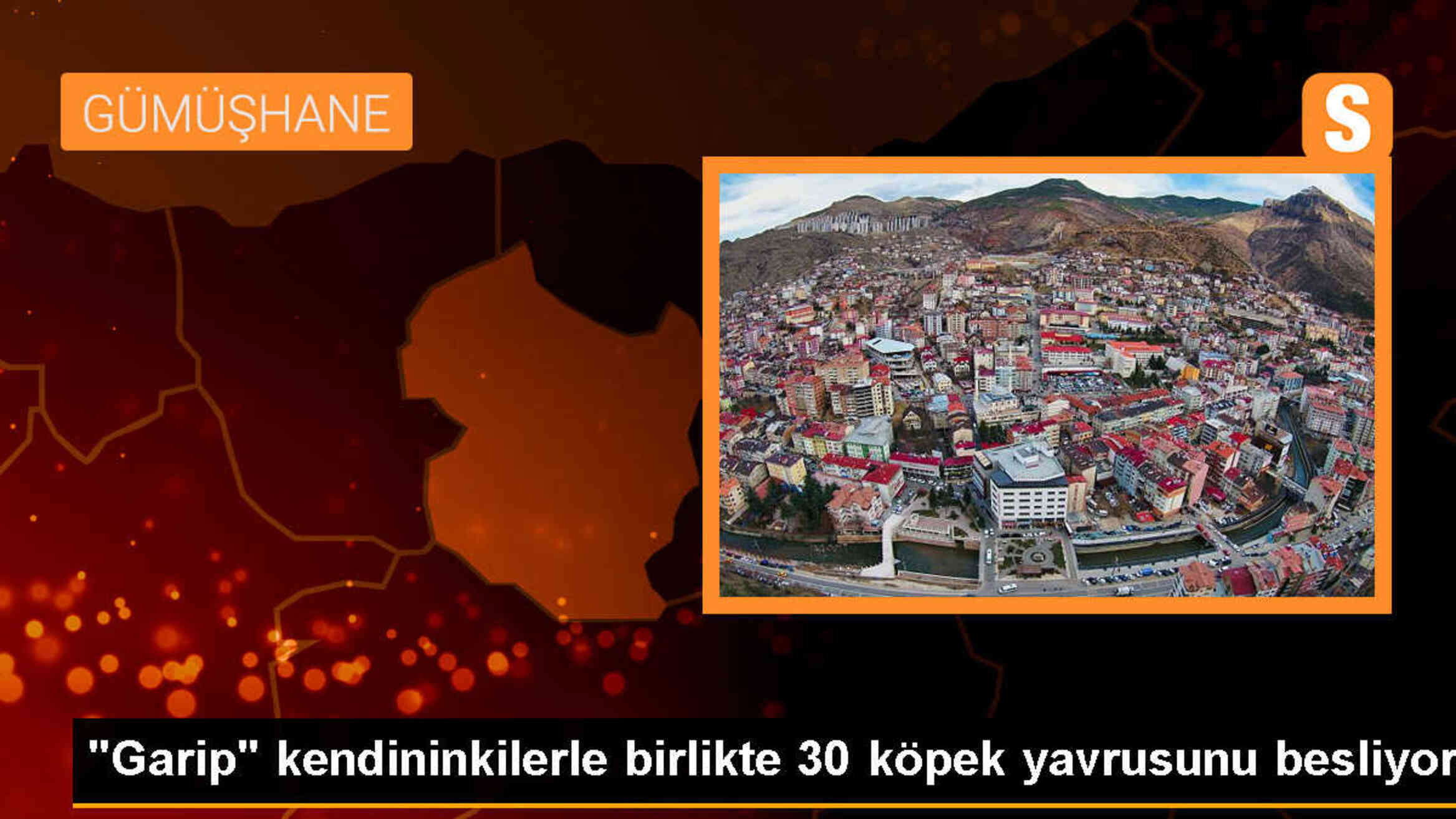 Çoban köpeği, annesiz yavruları emzirerek besliyor